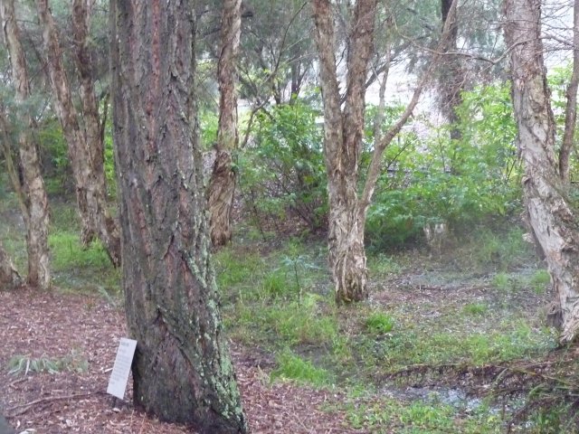 Endangered Woodland of Cumberland Plain, Western Sydney 